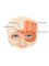Harbour Medispa - Frown Line Injections 
