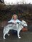 Annette Regan - AR Chiropractic - Dog treatment 