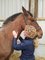 Annette Regan - AR Chiropractic - Horse Treatment 