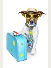 Hull Travel Clinic - Travel Dog
