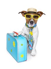 Hull Travel Clinic - Travel Dog 