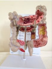 Model of Large Intestine - Naturality Wellness Centre