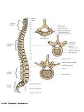 Orthopedic Spine Surgery - Isomer