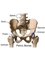 Orthopaedic Surgery India - Pelvic Bones 